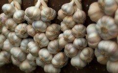 Garlic Garlic