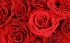 Budding-Romance Budding-Romance