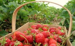 strawberries strawberries